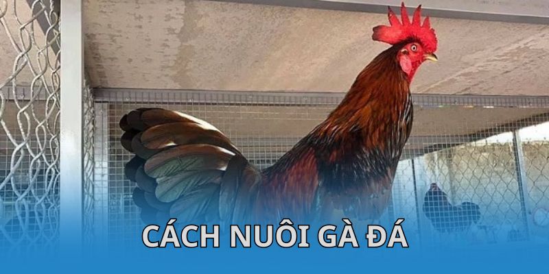 cách nuôi gà đá