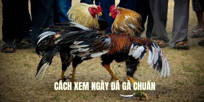 cách xem ngày đá gà