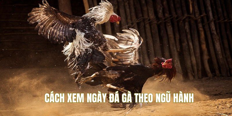 Cách xem ngày đá gà hiệu quả theo ngũ hành